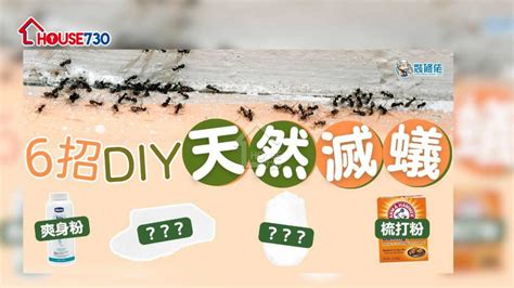 家中有蟻|【滅蟻方法】屋企有蟻？教你2步輕鬆滅蟻＋防蟻方法！ 